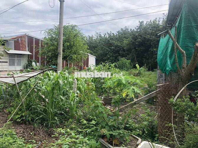 Bán đất mặt tiền đường nhựa, Định Thành Dầu Tiếng, có thổ cư