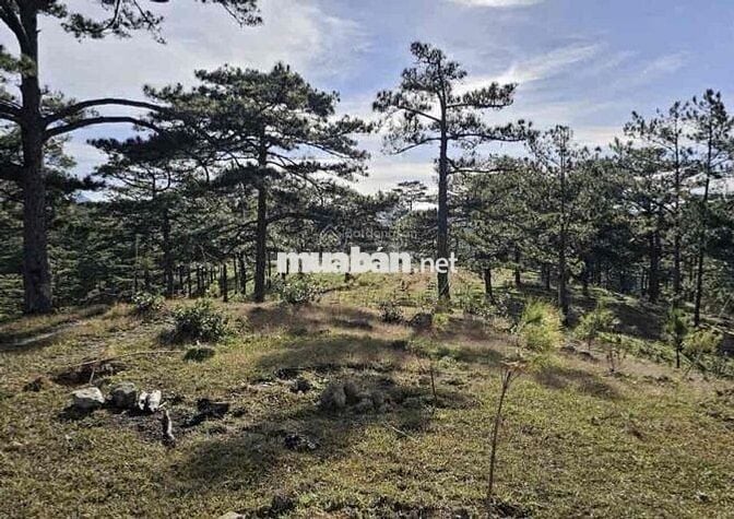 Hàng Ngộp Bán Rẻ 1005m2 Giá 450Triệu TP.Bảo Lộc Tiện Phân Lô View Đẹp