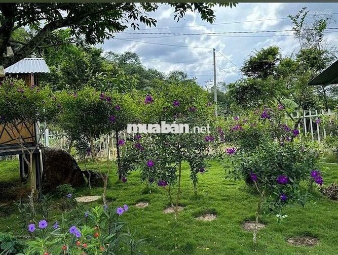 Định cư nước ngoài bán lỗ gấp lô 26x80m 2082m2 giá 300 triệu View Hồ