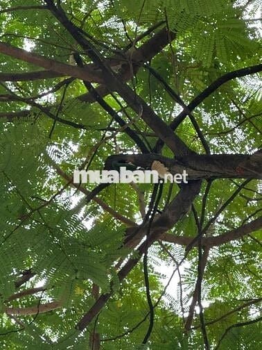 Đất mặt tiền đường lớn CMT8, vị trí thoáng đẹp 883m2, ở đô thị 150m2.