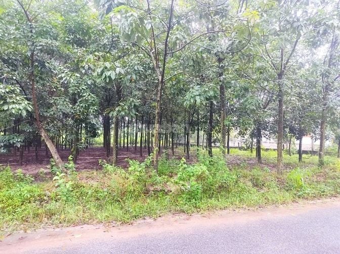 Chính chủ bán lô đất đẹp 870.6m² tại Thị trấn Tân Bình, Bắc Tân Uyên