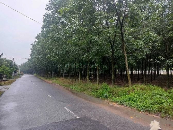 Chính chủ bán lô đất đẹp 870.6m² tại Thị trấn Tân Bình, Bắc Tân Uyên