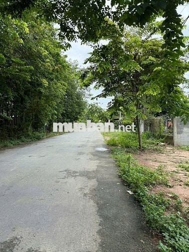 Chủ ngộp cần sang hơn 1000m2 đất vườn có thổ, SHR giá rẻ liền tay