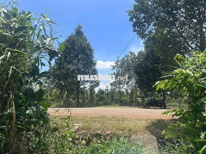 Ngân hàng thanh lý lô đất mặt tiền đường nhựa 7m- ngang 10m-100m2 thổ