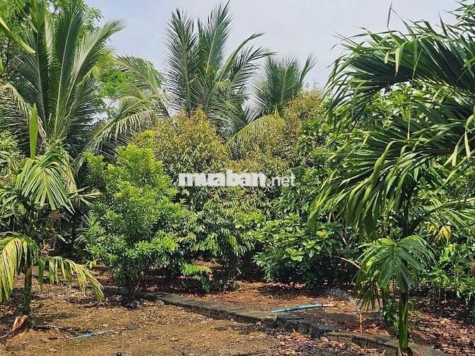 Chủ Ngộp Cần Bán Gấp Lô Đất Vườn