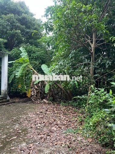 Bán lô đất vườn đường An Sơn 19  An Sơn Thuận An Bình Dương