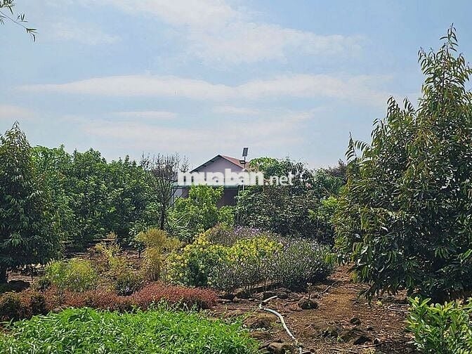 Chủ Ngộp Cần Bán Gấp Lô Đất Vườn