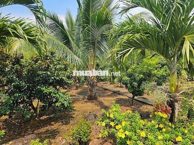 Chủ Ngộp Cần Bán Gấp Lô Đất Vườn