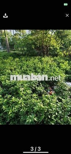 Trên 90tr/m có thửa đất đẹp Ngọc Hồi-xe tải vào-60m ra QL1A-98m;MT4,5m