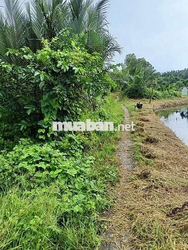 Đất thổ giá công nhân liền kề kcn Long Hậu Cần Giuộc