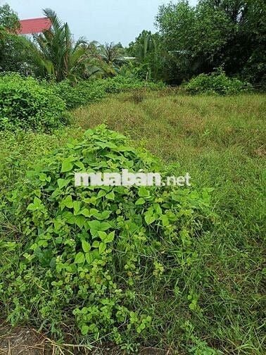 Đất thổ giá công nhân liền kề kcn Long Hậu Cần Giuộc