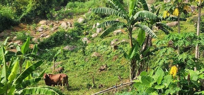 View đẹp mê mẩn 1000m ngay khu du lịch Suối khoáng thị trấn Bo Kim Bôi