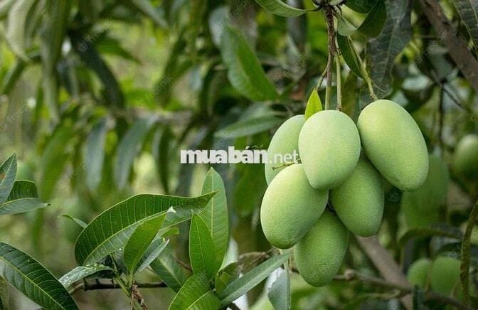 CẦN TIỀN BÁN GẤP ĐẤT VƯỜN GIÁP SUỐI - GẦN HỒ TRỊ AN  chỉ 850tr/ sào