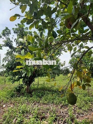 CẦN TIỀN BÁN GẤP ĐẤT VƯỜN GIÁP SUỐI - GẦN HỒ TRỊ AN  chỉ 850tr/ sào