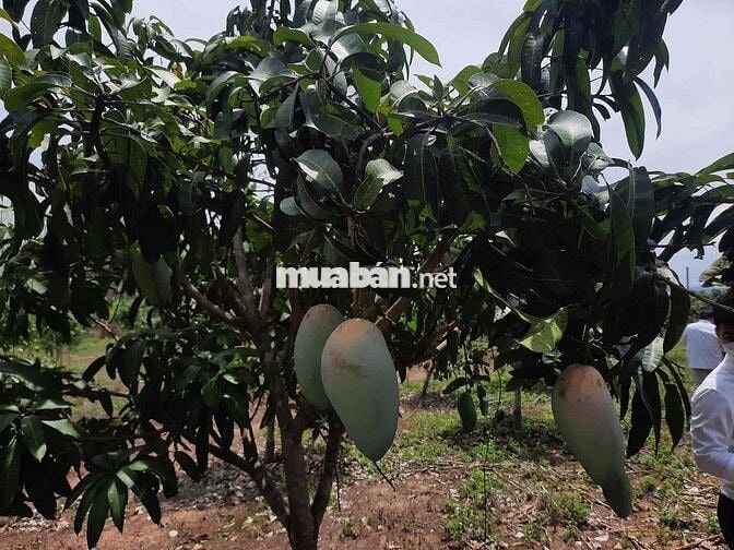 CẦN TIỀN BÁN GẤP ĐẤT VƯỜN GIÁP SUỐI - GẦN HỒ TRỊ AN  chỉ 850tr/ sào