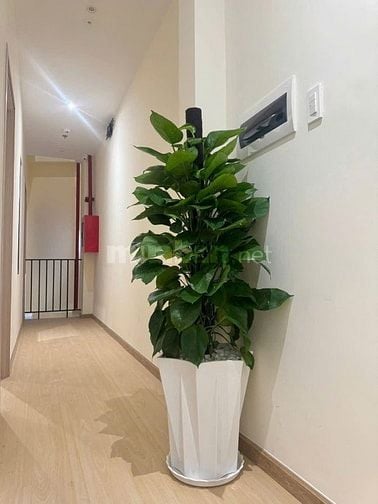 CHDV BÙI ĐÌNH TUÝ- 5.5x20m - 4 TẦNG- DÒNG TIỀN 130Tr/THÁNG - 16.x TỶ