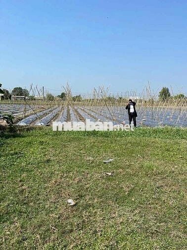 Ngân hàng bán lô đất tại Tân Phú, Đức Hỏa, Long An - DT: 536 m2 - giá