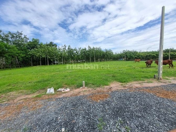 5x35 full thổ, đường thông. Sổ sẵn. Gần quốc lộ. 395tr 