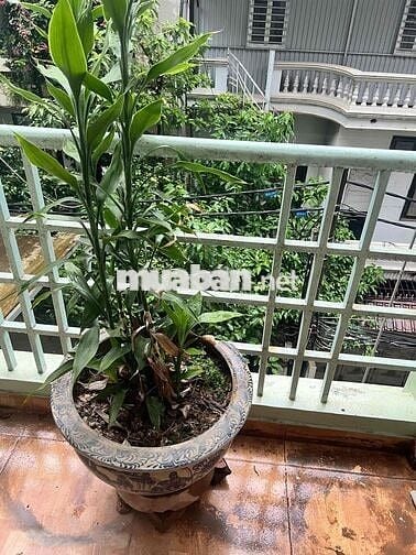 Căn hộ 70 m2 2n2vs Giảng Võ ô tô đỗ