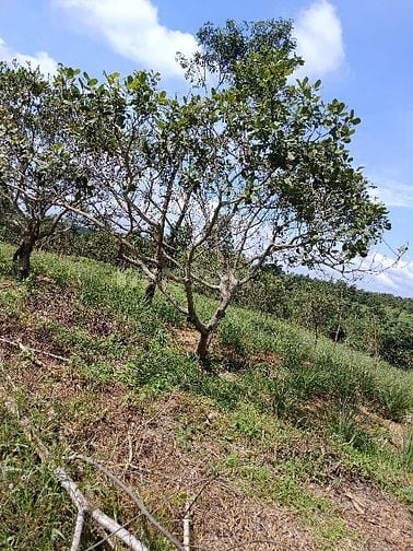 Bán đất thủy điện serepok 3 buôn đôn cũ 