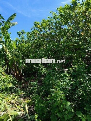 💥 LÔ ĐẤT VIEW BỜ KÊNH HÒA QUÝ – ĐƯỜNG 7M5 LÊ QUÁT – CHỈ 4.7 TỶ 💥