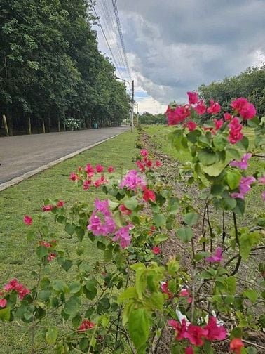 Đất Hiếm Giá Ngộp Chính Chủ Tại Tân Long Phú Giáo