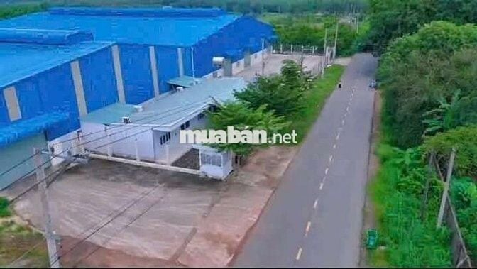 Xưởng bán giá rẻ ĐH-619 xã Long Nguyên, Bàu Bàng 8.000m² giá 5,5 tr/m²