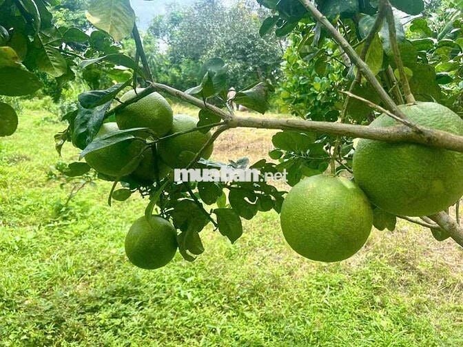 1000m ĐẤT CÓ THỔ CƯ XUÂN THIỆN