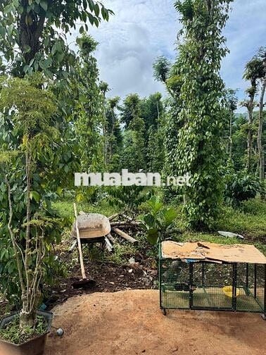 Lô đất thổ cư khu vực kim phát hoà hiệp