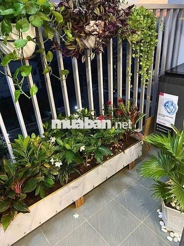 (6003) star Tower, 55,6 m2 ,bao sổ hồng: 1, 350 tỷ. Thuê 7,5 triệu/th