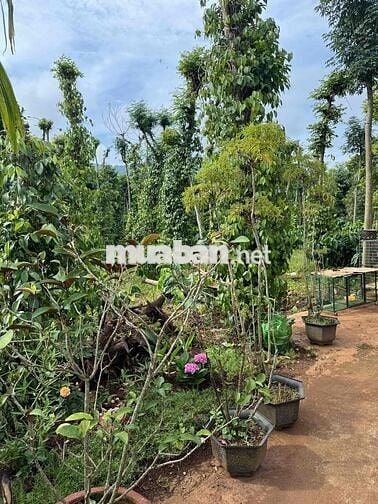 Lô đất thổ cư khu vực kim phát hoà hiệp