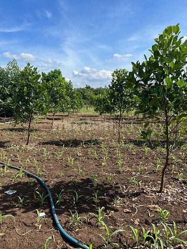 Cần bán đất ấp 18 Gia Định, xã Bảo Quang, thành phố Long Khánh, tỉnh Đ