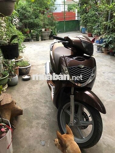 bán sh 150 cà phê 2008 chính chủ