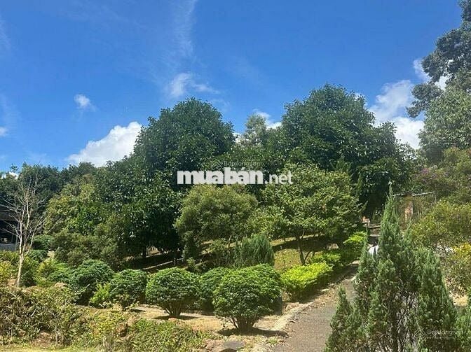 Ngộp nên bán lỗ nặng lô đất 1622m2 giá 300triệu có sẵn khuôn viên vườn