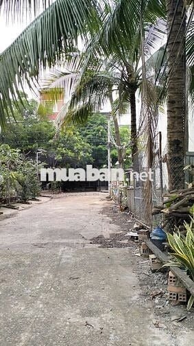 Đất Thổ Cư, Hương Lộ 2, 82m2, 4x21m, Xây Dựng Cao Tầng, Nhỉnh 5 Tỷ