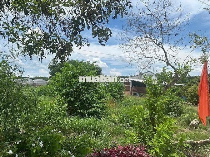 Bán đất thổ cư Phú Giáo Bình Dương giá chỉ 1.6 tỷ 800m2