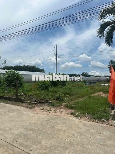 Bán đất thổ cư Phú Giáo Bình Dương giá chỉ 1.6 tỷ 800m2