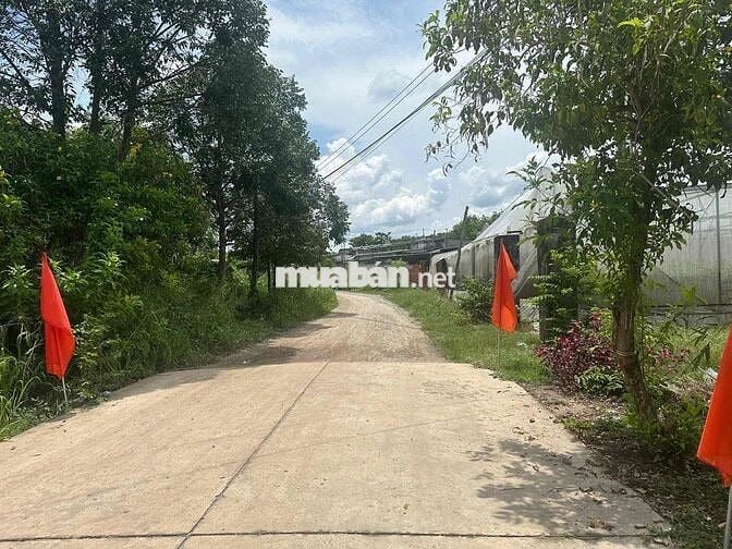 Bán đất thổ cư Phú Giáo Bình Dương giá chỉ 1.6 tỷ 800m2