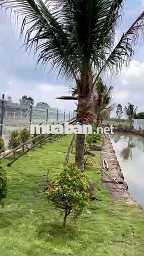 NHÀ VƯỜN THOÁNG MÁT ,ĐƯỜNG XE TẢI TỚI ĐẤT ,ĐƯỜNG THÔNG 2 ĐẦU .......