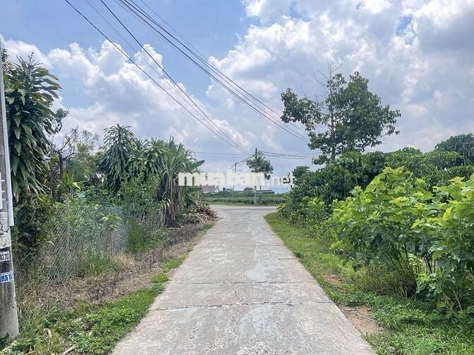 Cần bán lỗ gấp trong tuần 22x57,5m, 1266m2 giá 300triệu sẵn nhà cấp 4