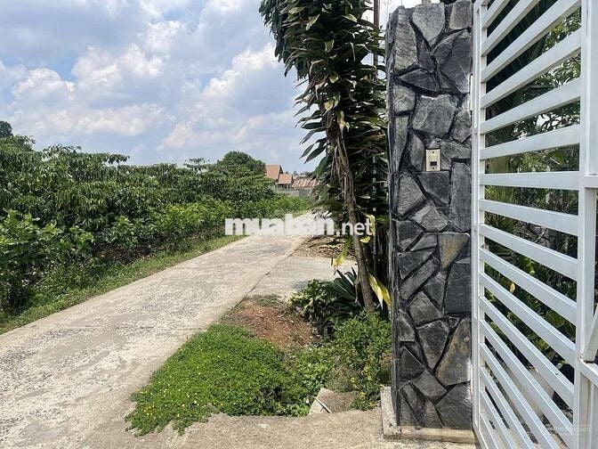 Cần bán lỗ gấp trong tuần 22x57,5m, 1266m2 giá 300triệu sẵn nhà cấp 4