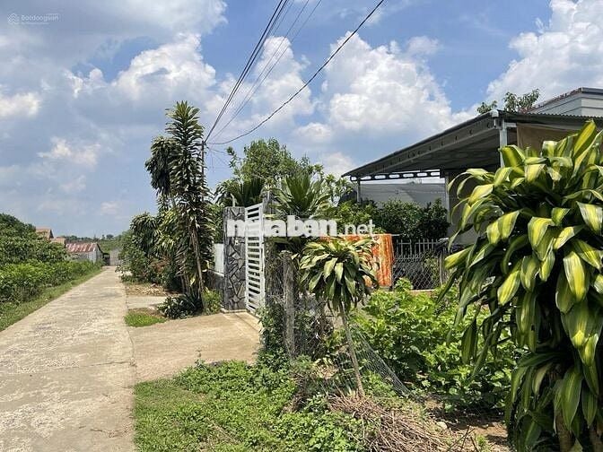 Cần bán lỗ gấp trong tuần 22x57,5m, 1266m2 giá 300triệu sẵn nhà cấp 4