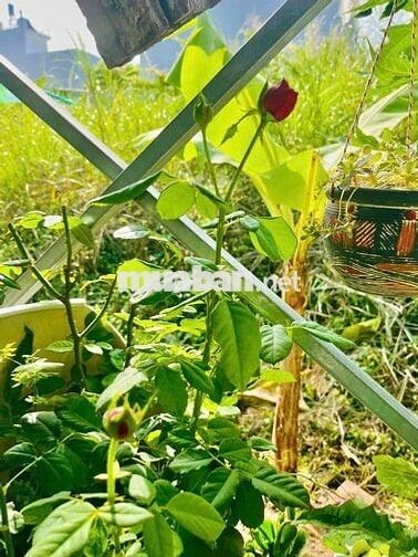 CHO THUÊ TRỌ KHU VĂN HÓA TÂY ĐÔ. 2TR5. 40MV. GÁC. 1pn. Ml.