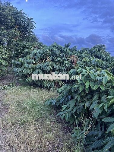 Cần bán lô đất viu suối đẹp đã có 100 thổ cư