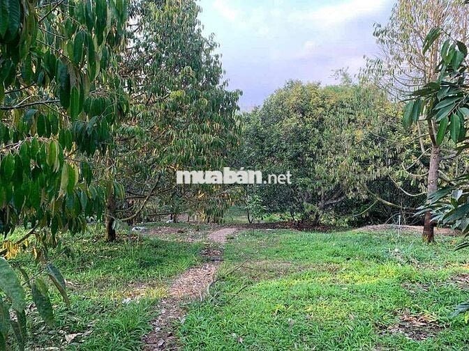 4000m2 ĐẤT XUÂN QUẾ CÓ SẲN NHÀ