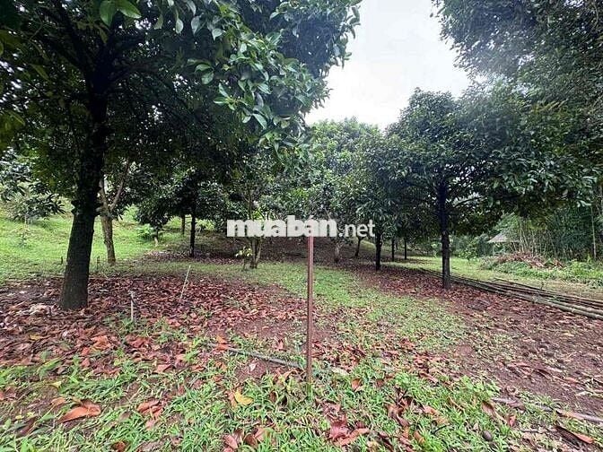 4000m2 ĐẤT XUÂN QUẾ CÓ SẲN NHÀ