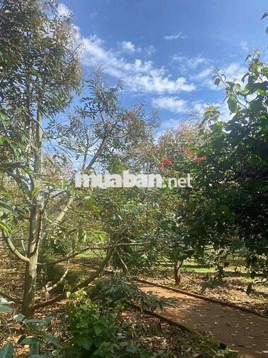 🔥 4 sào đất Sầu Riêng + Tiêu đường KA6 Eatu ( Phường TÂN AN mới BMT )