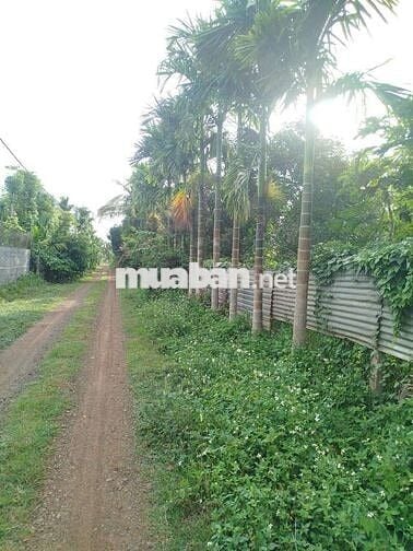 🔥 4 sào đất Sầu Riêng + Tiêu đường KA6 Eatu ( Phường TÂN AN mới BMT )