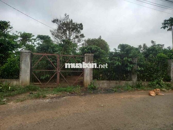 Đất vườn xã Bảo Lâm gần nhà thờ Lâm Phát ngã ba Hitler