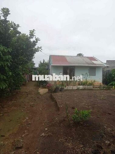 Đất vườn xã Bảo Lâm gần nhà thờ Lâm Phát ngã ba Hitler